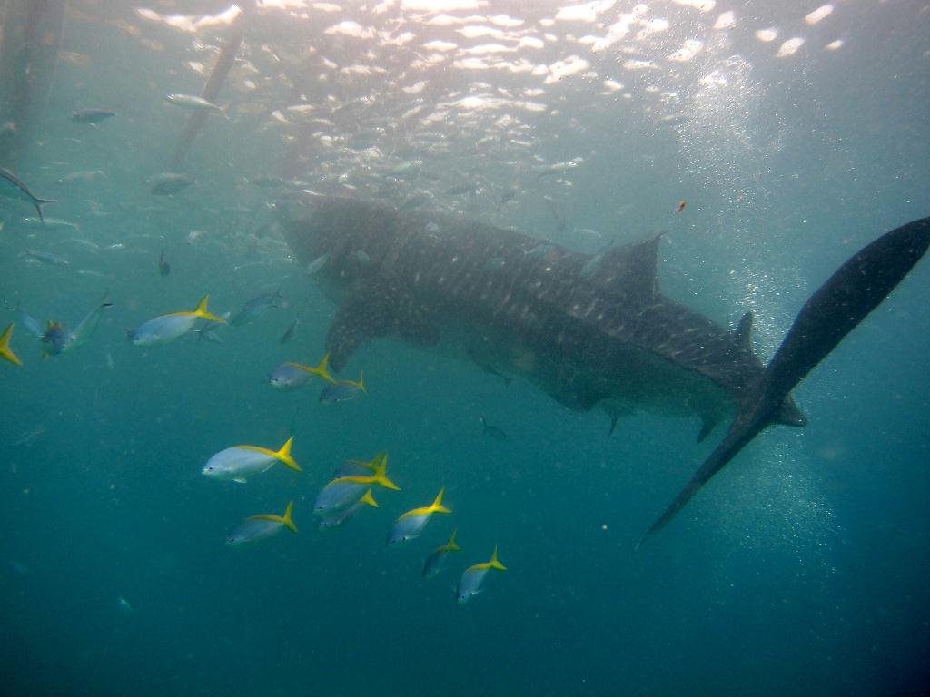 Whale shark watching - Philippines Liloan - Oslob