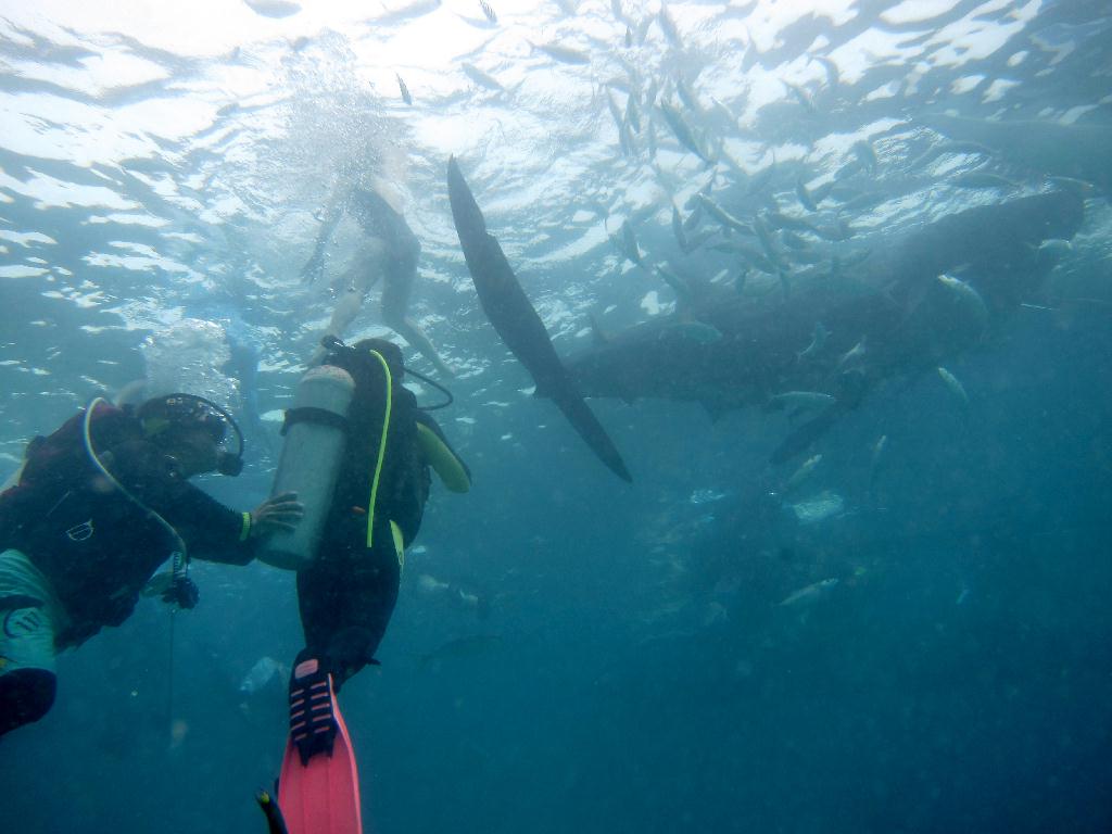 Whale shark watching - Philippines Liloan - Oslob