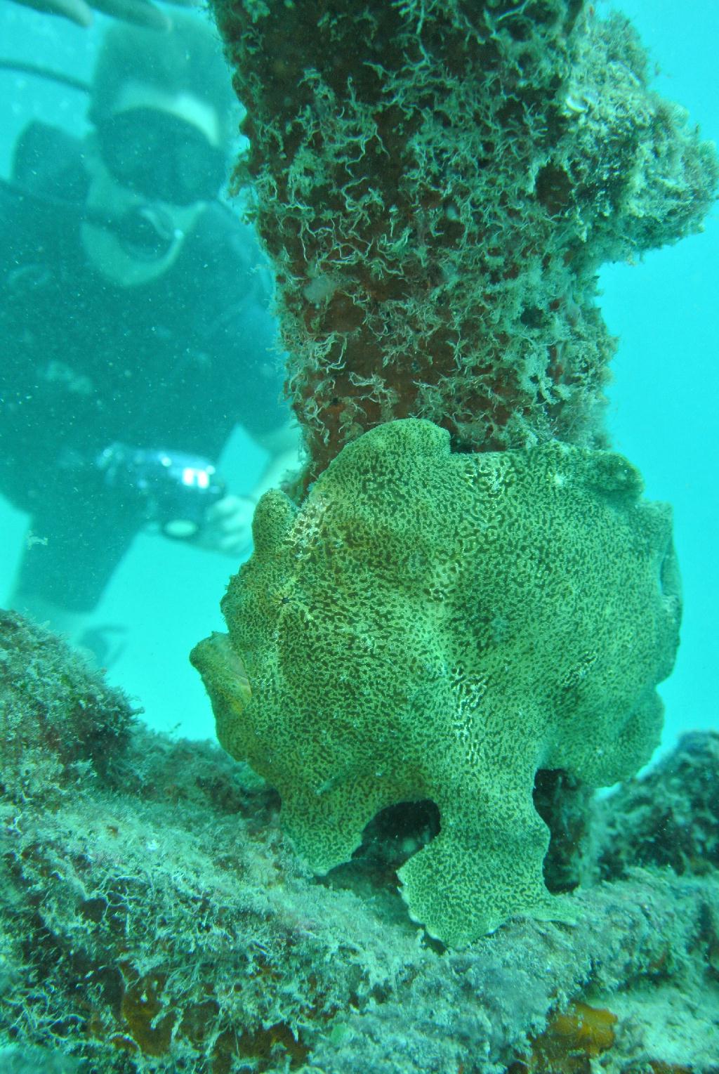 펀다이빙 - 말레이시아_마불섬 - 두번째