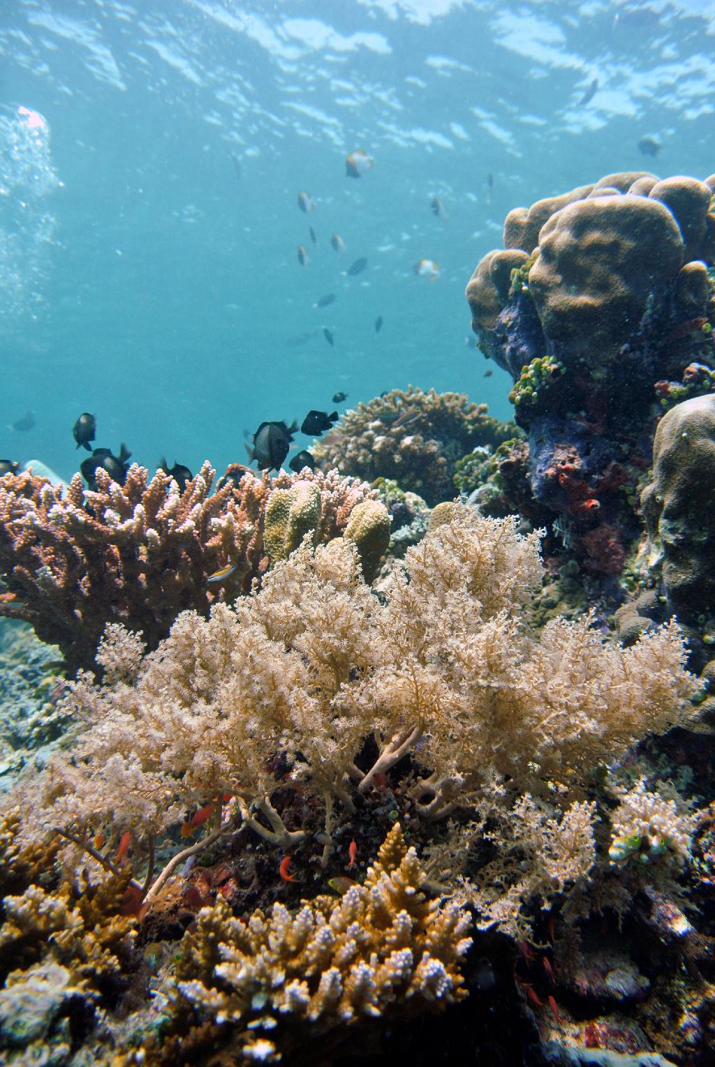 펀다이빙 - 말레이시아_시파단2 - 네번째