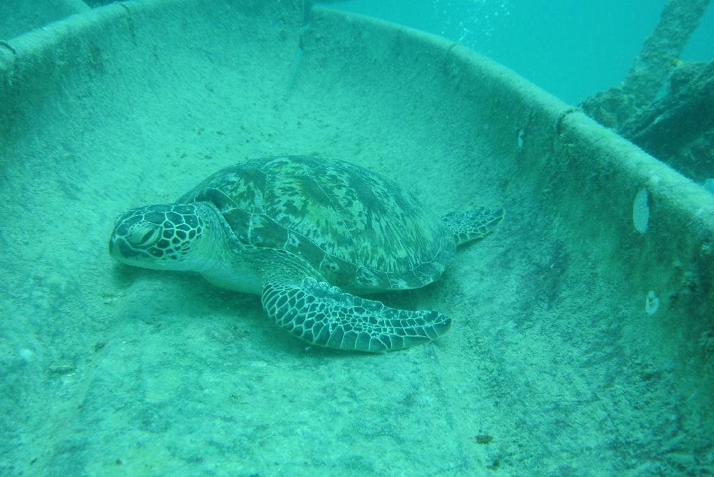 펀다이빙 - 말레이시아_마불섬 - 두번째