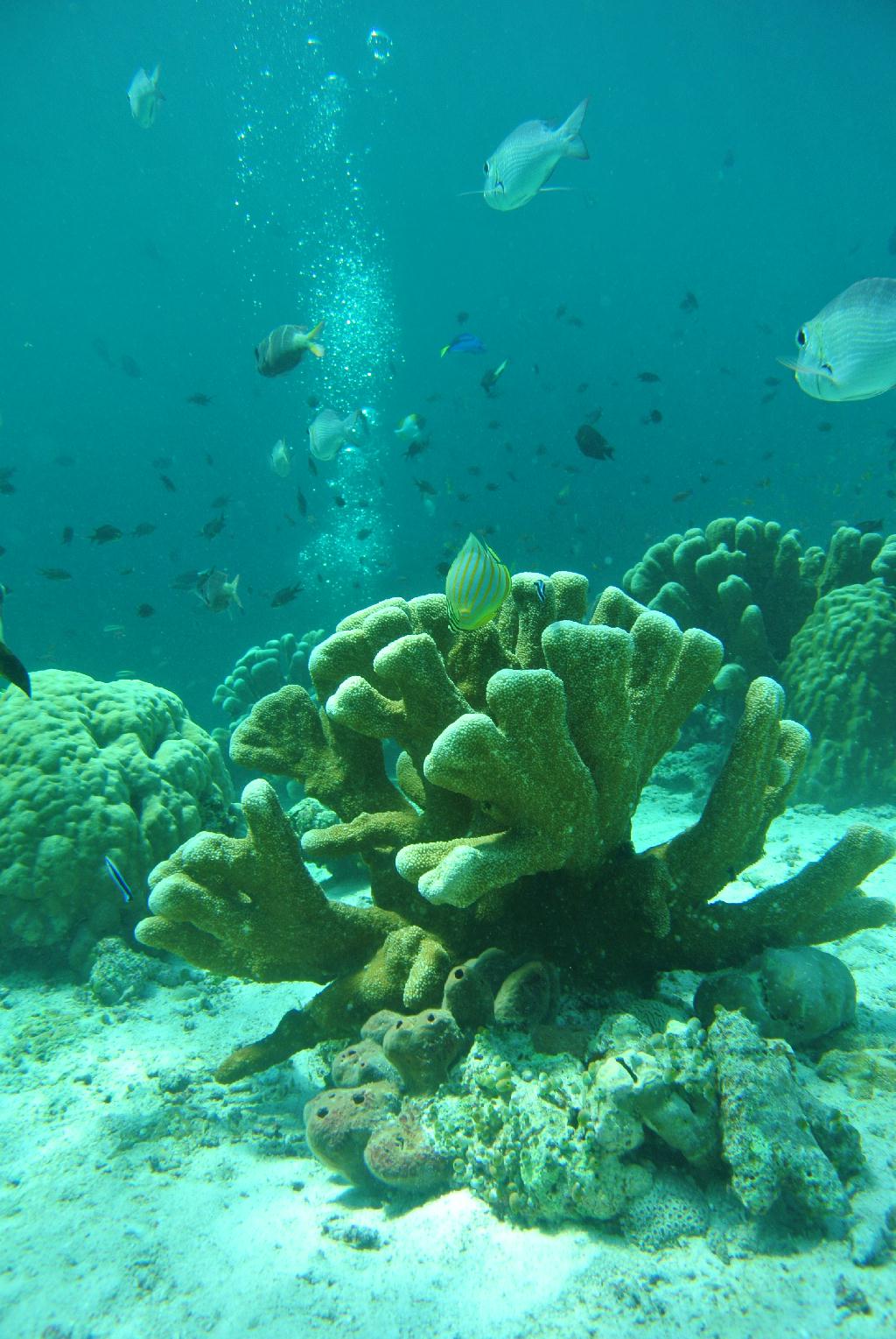 펀다이빙 - 말레이시아_시파단2 - 네번째