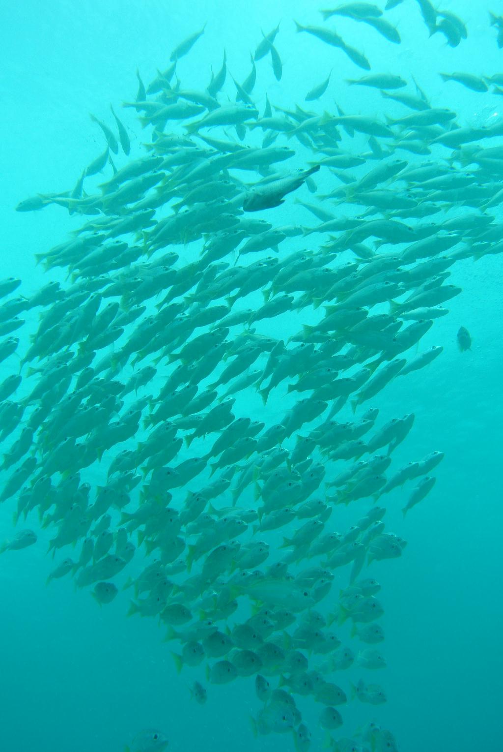 펀다이빙 - 말레이시아_마불섬 - 두번째