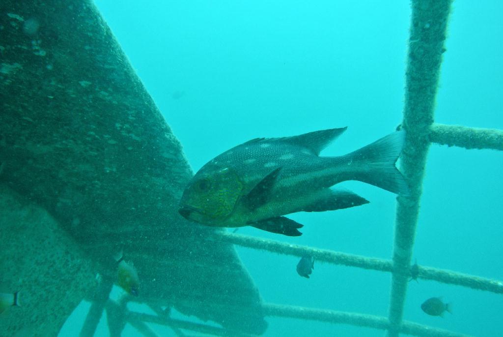 펀다이빙 - 말레이시아_마불섬 - 두번째