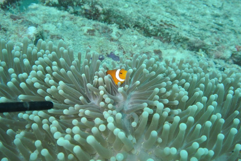 펀다이빙 - 말레이시아_마불섬 - 두번째