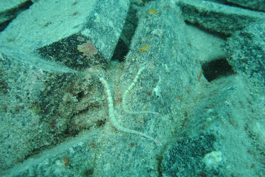 펀다이빙 - 말레이시아_마불섬 - 두번째