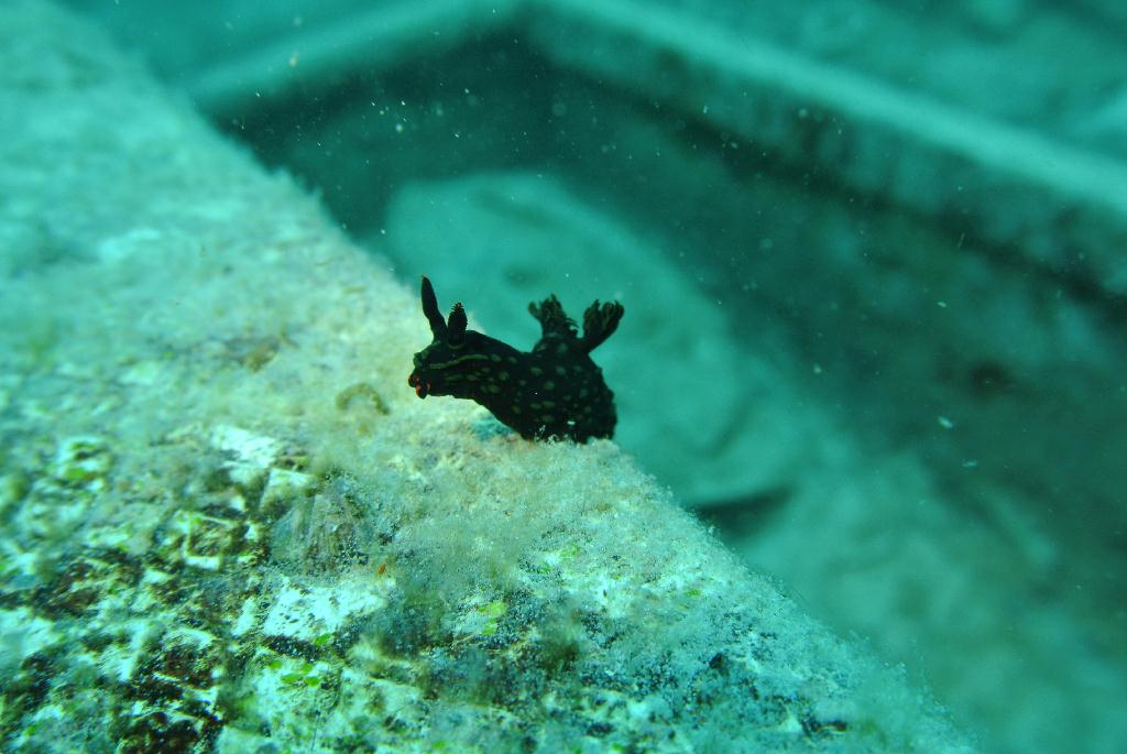 펀다이빙 - 말레이시아_마불섬 - 두번째