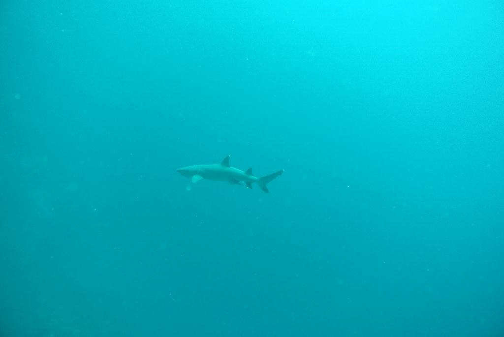 펀다이빙 - 말레이시아_시파단2 - 네번째