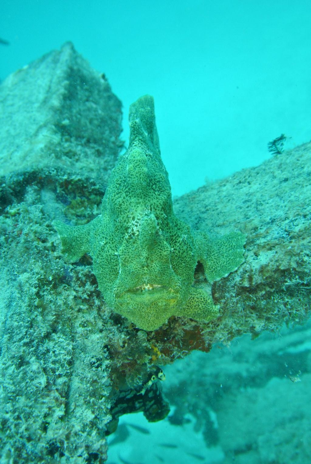 펀다이빙 - 말레이시아_마불섬 - 두번째