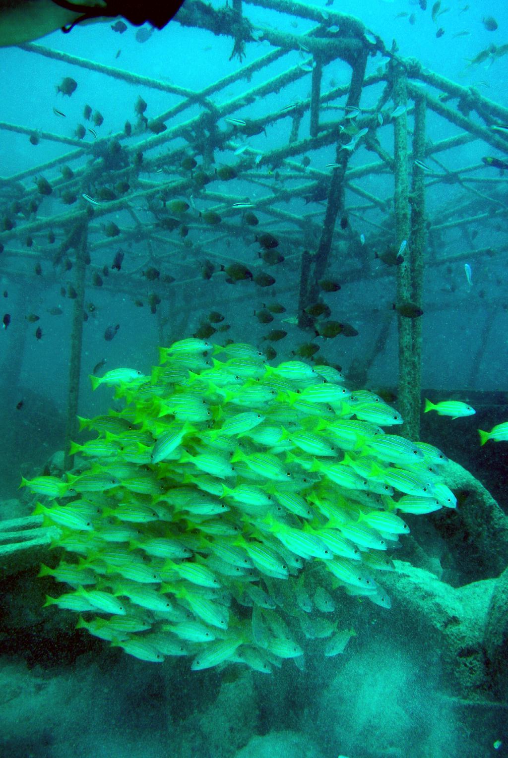 펀다이빙 - 말레이시아_마불섬 - 두번째