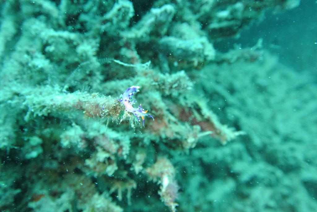 펀다이빙 - 말레이시아_마불섬 - 두번째