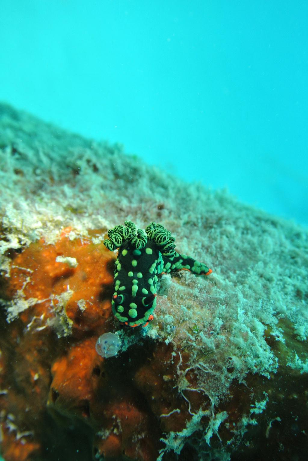 펀다이빙 - 말레이시아_마불섬 - 두번째