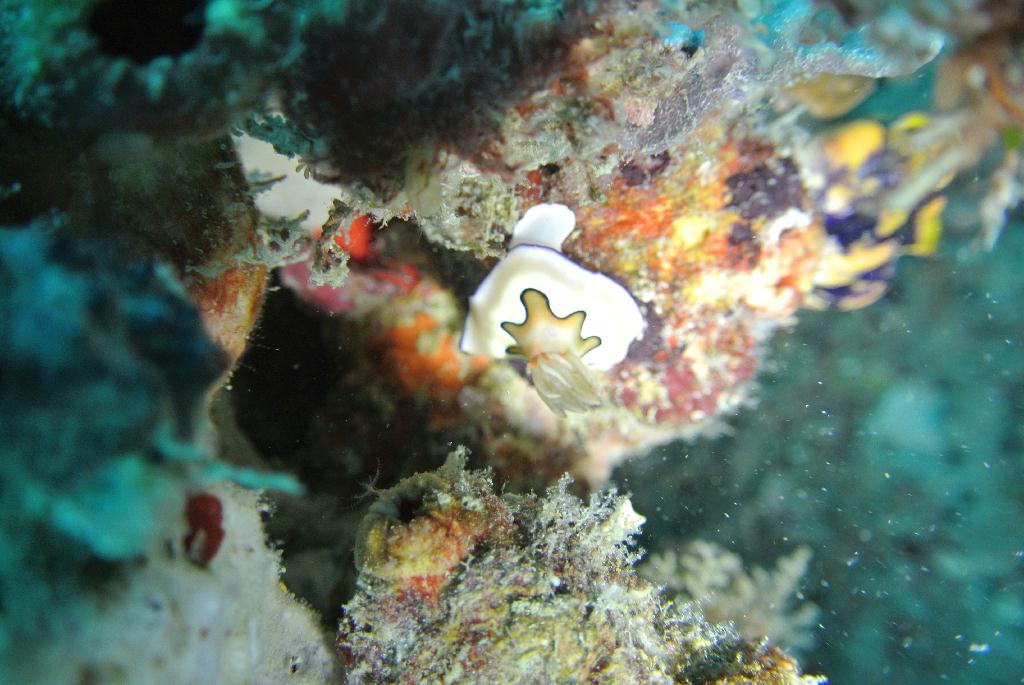 펀다이빙 - 말레이시아_마불섬 - 세번째