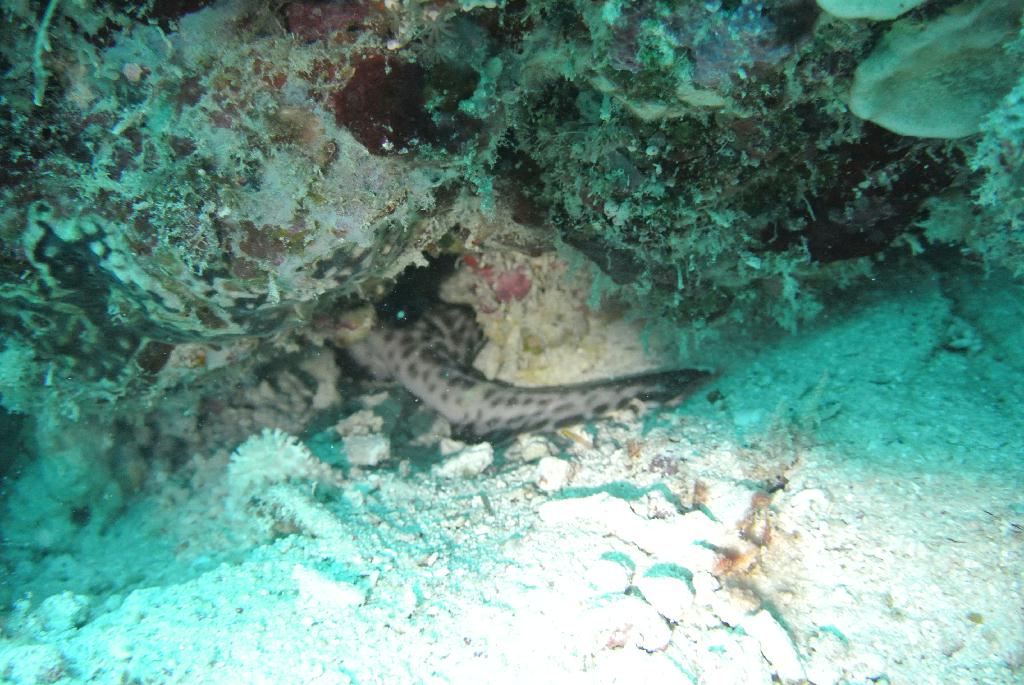 펀다이빙 - 말레이시아_마불섬 - 세번째