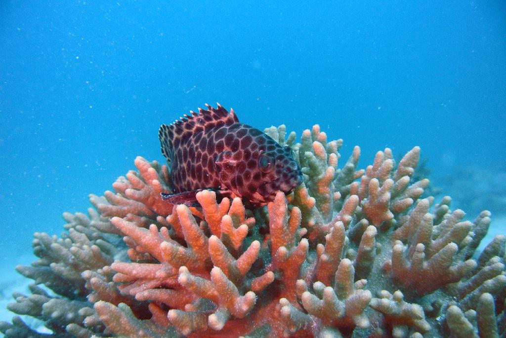 펀다이빙 - 말레이시아_마불섬 - 세번째
