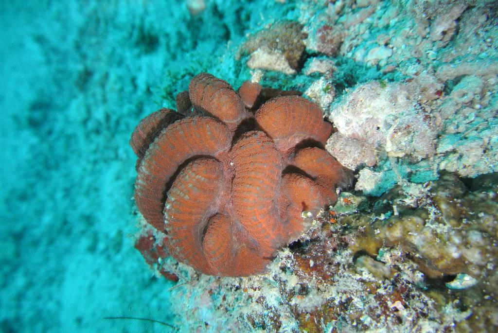 펀다이빙 - 말레이시아_마불섬 - 세번째