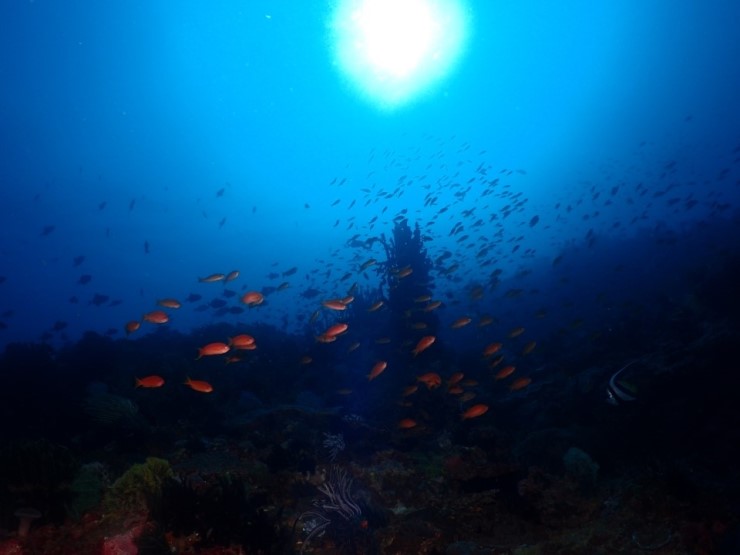 펀다이빙 - 필리핀 아닐라오 킹콩다이브리조트 - 세폭월