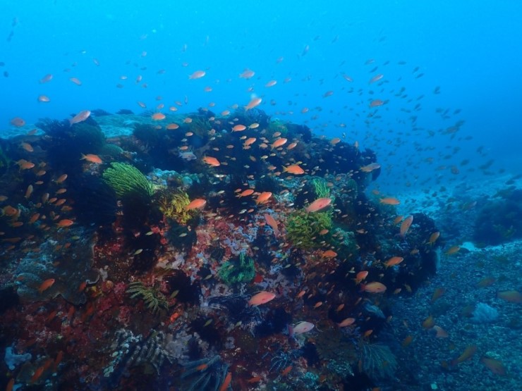 펀다이빙 - 필리핀 아닐라오 킹콩다이브리조트 - 세폭월