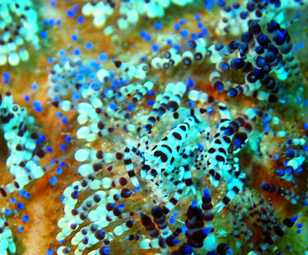 Anilao - Matu