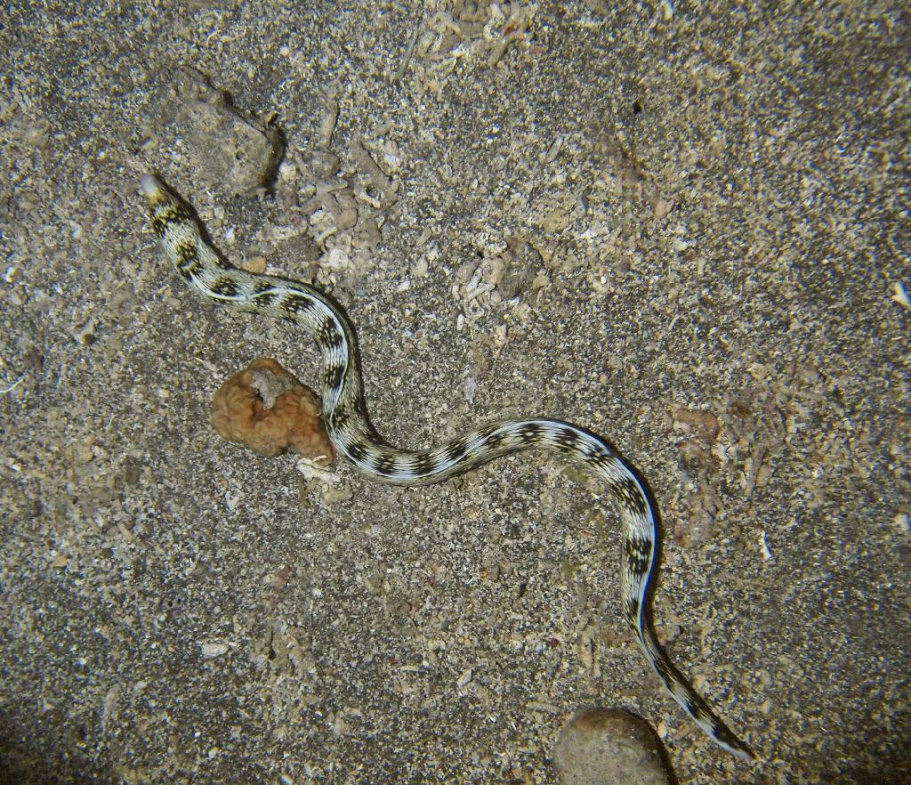 Anilao - Night beach