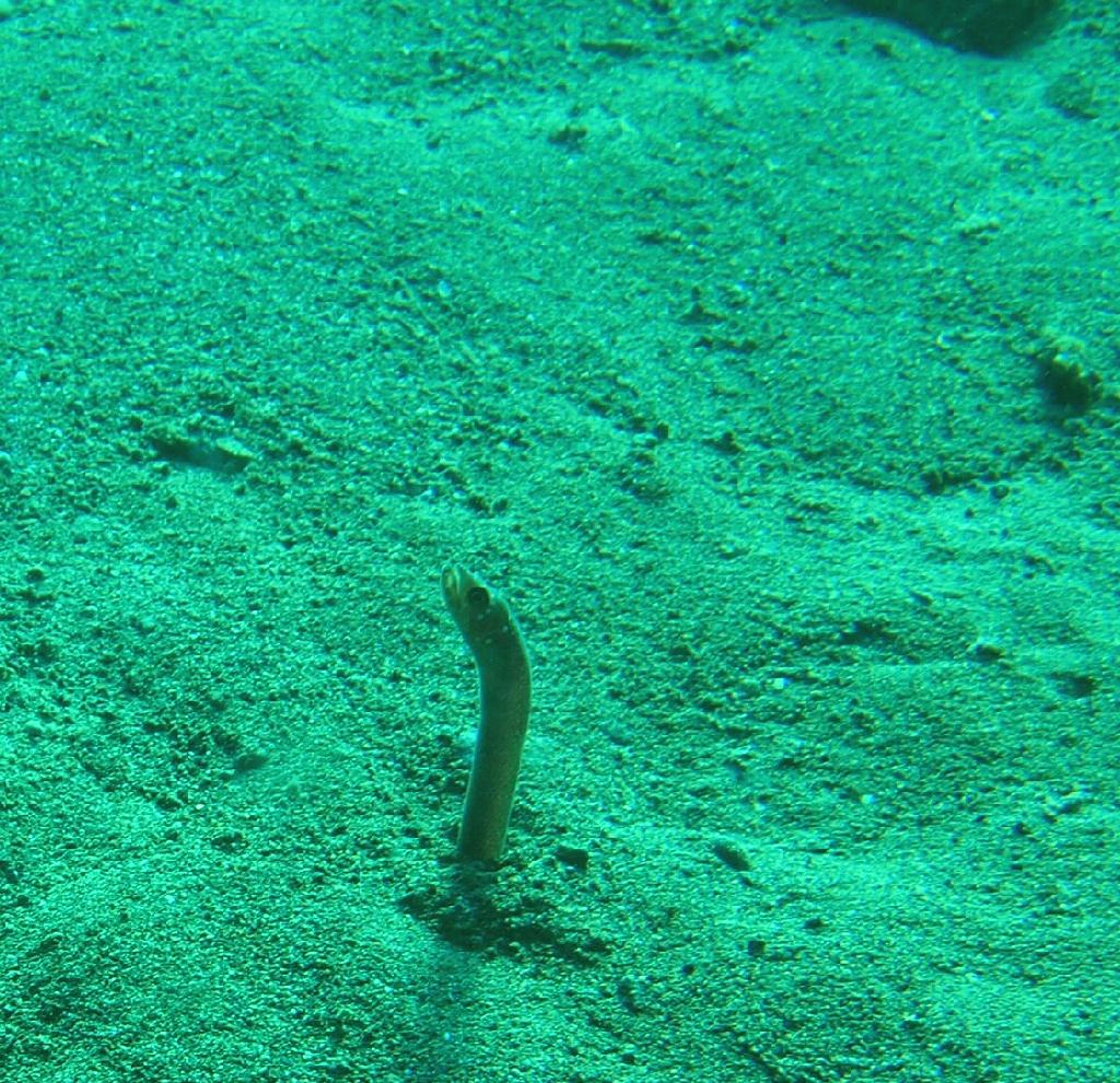 Anilao - Matu
