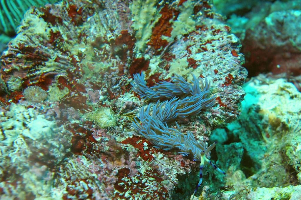 Anilao - Ligpo pinacle