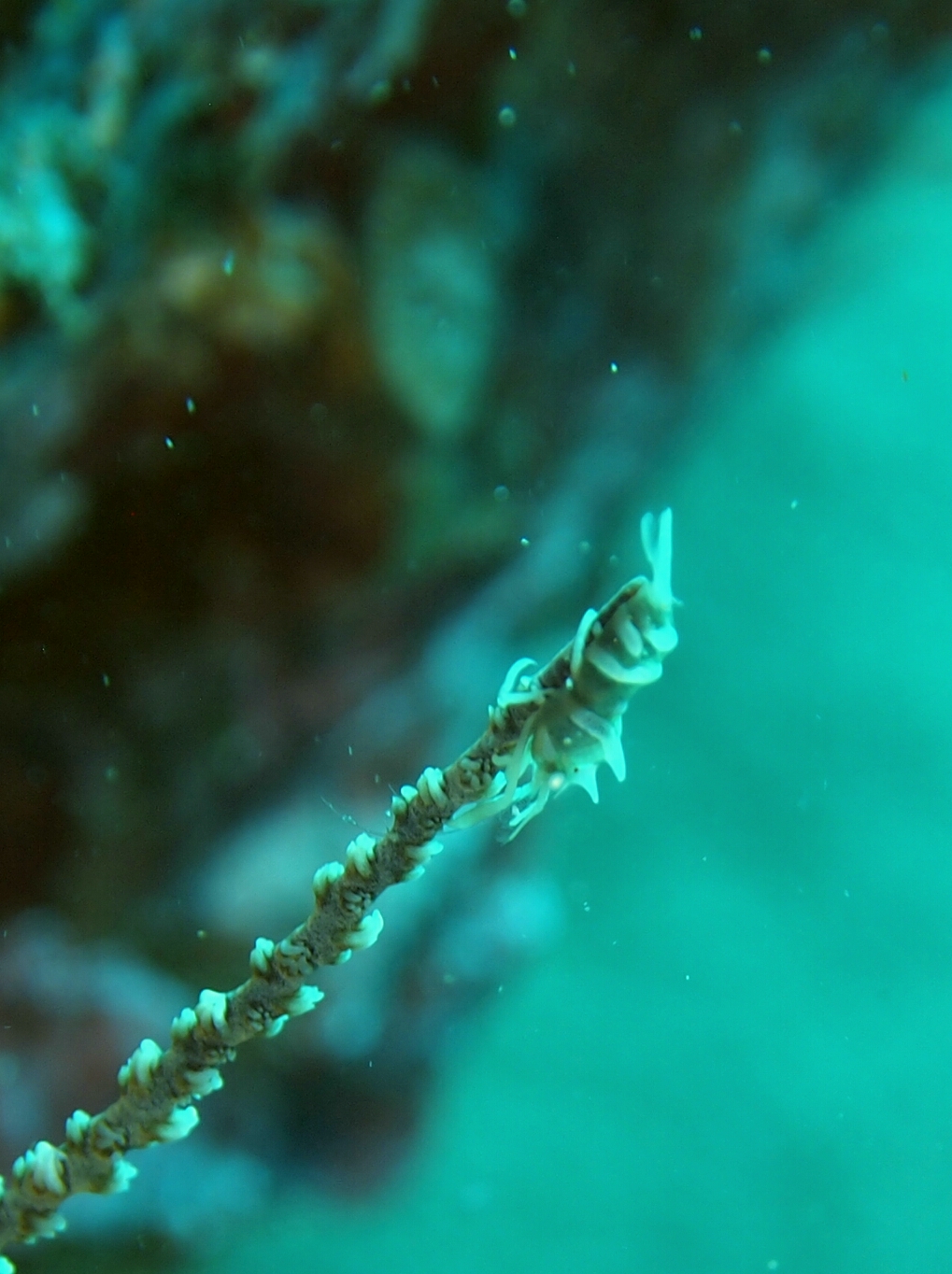 Anilao - Matu