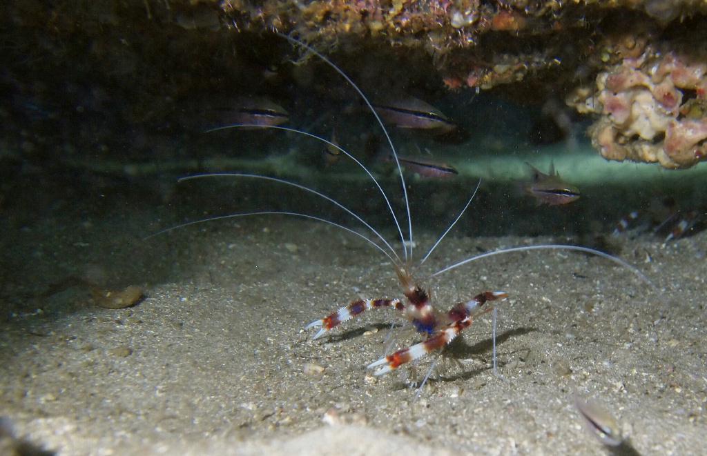 Anilao - Ligpo cave