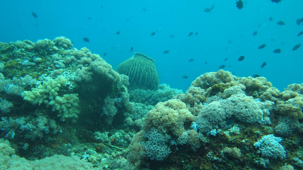 Anilao - Ligpo cave
