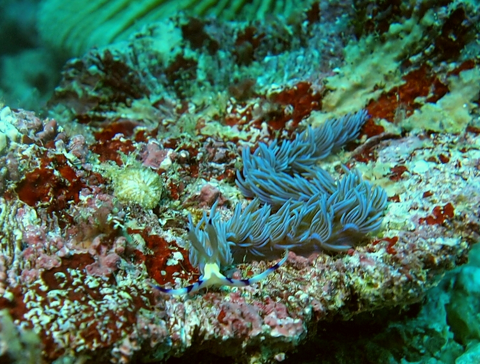 Anilao - Ligpo pinacle