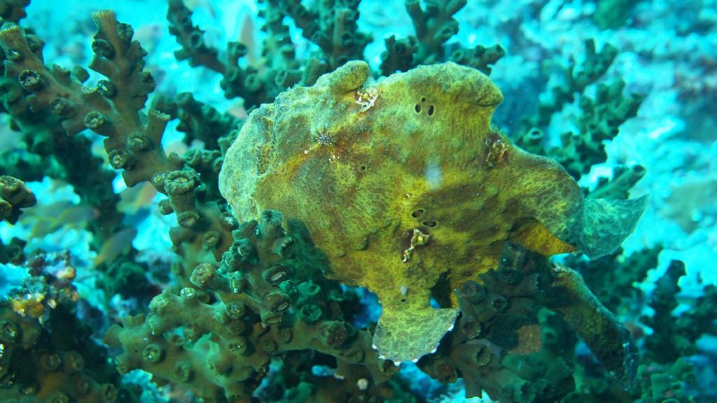 Anilao - Beatrice