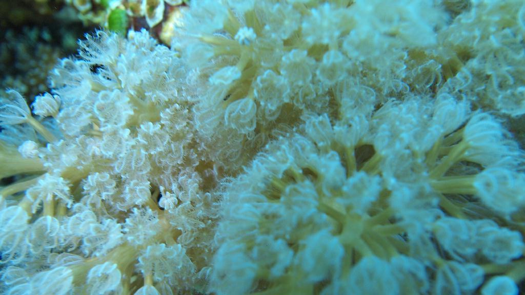 Anilao - Beatrice