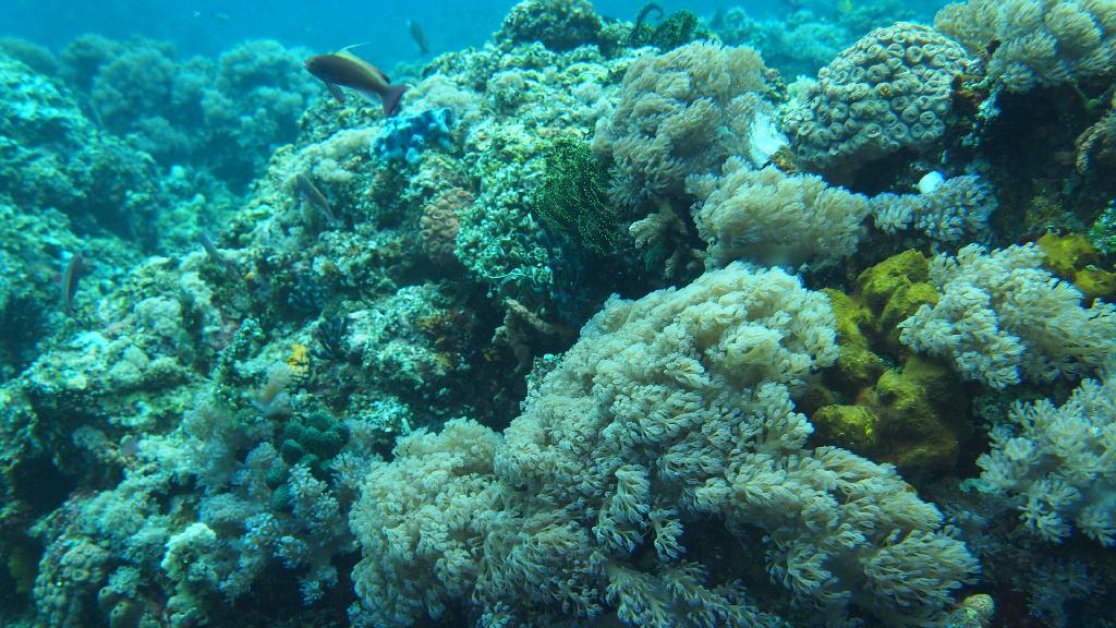 Anilao - Beatrice