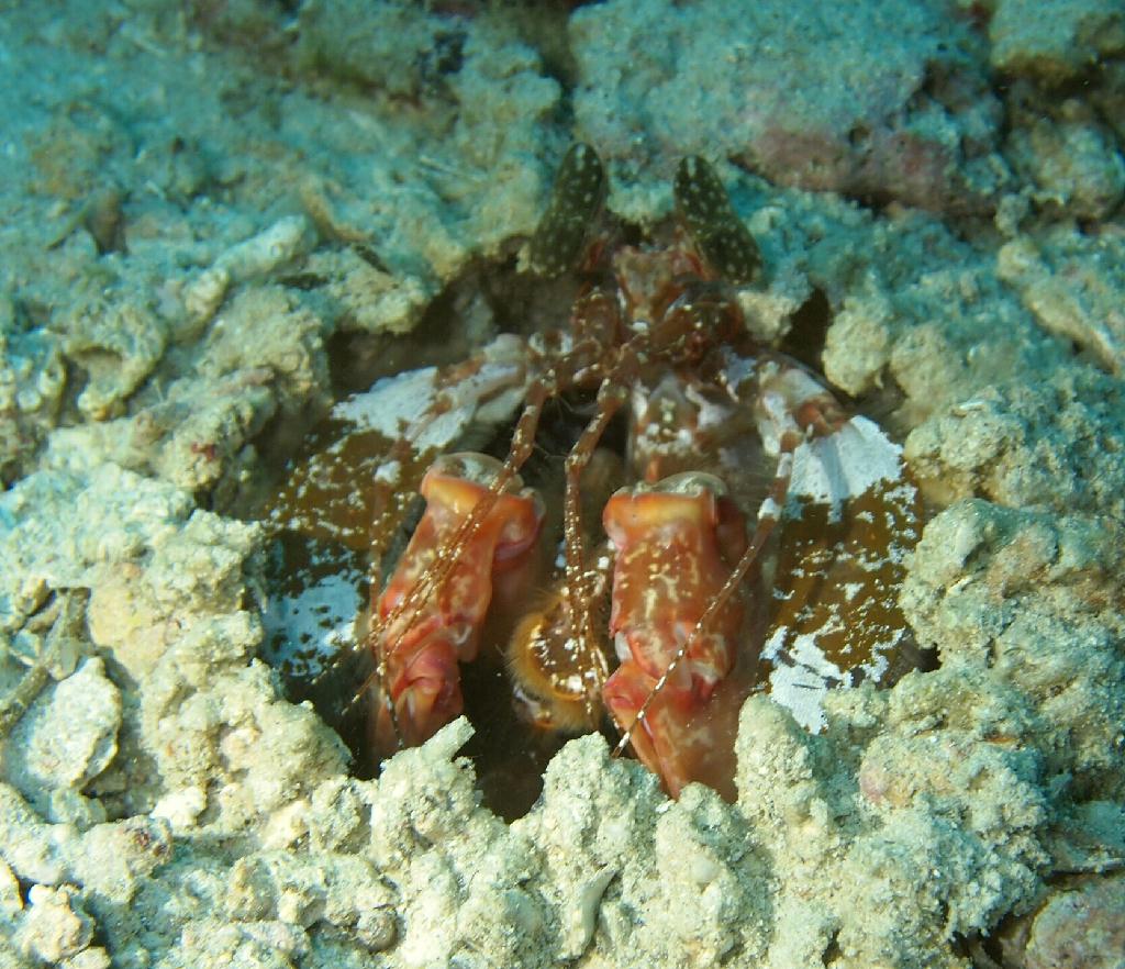 Anilao - Darillaot