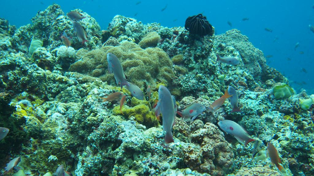 Anilao - Beatrice