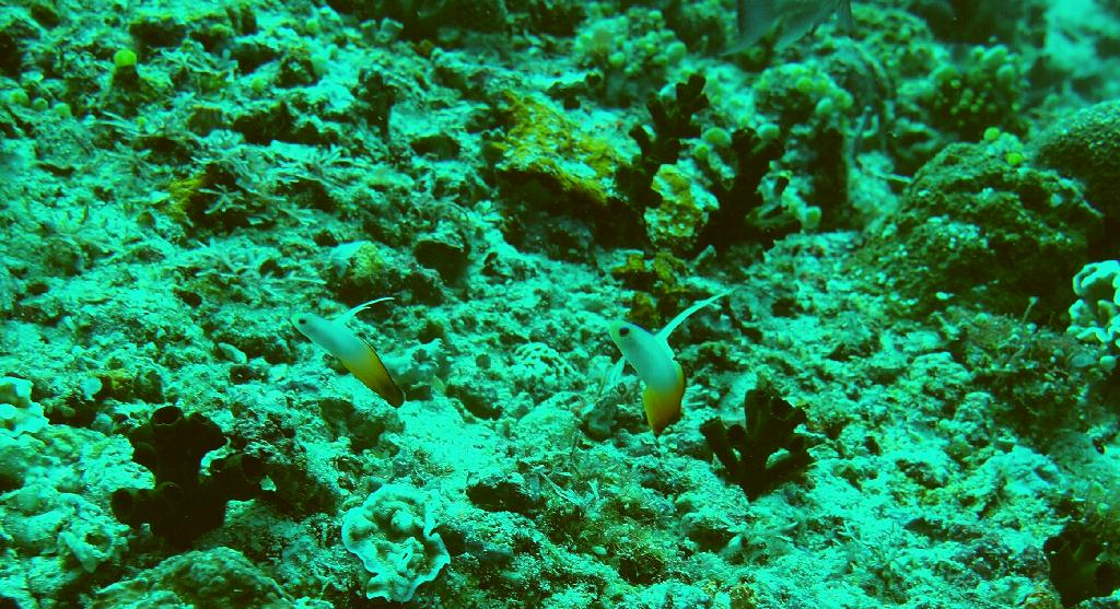 Anilao - Beatrice