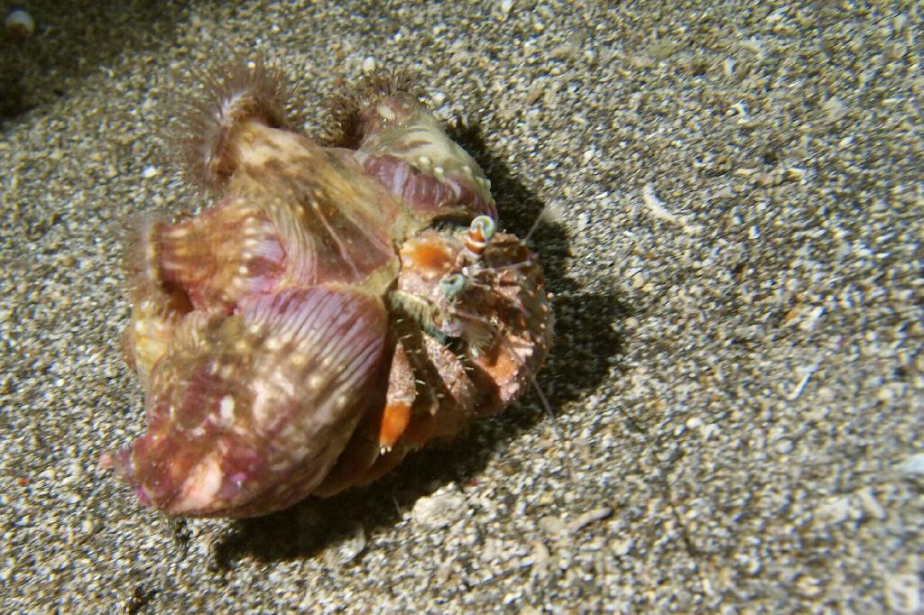 Anilao - Beach