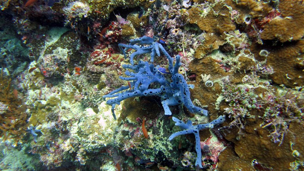 Sipadan - Turtle Tomb