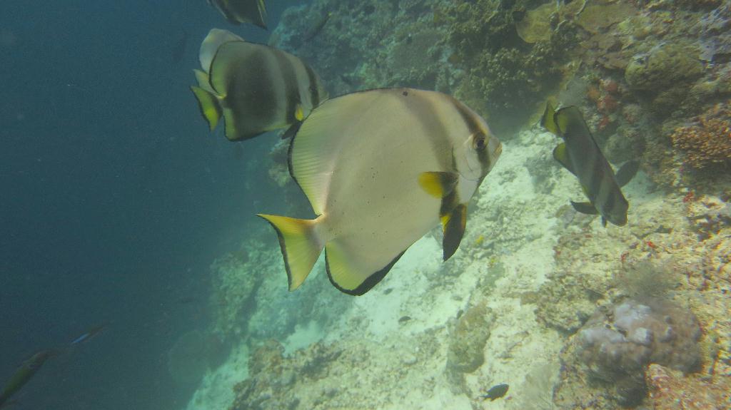 Sipadan - Turtle Tomb