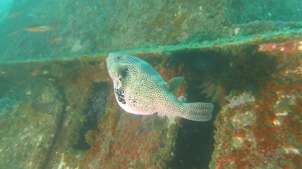 Mabul - House Reef