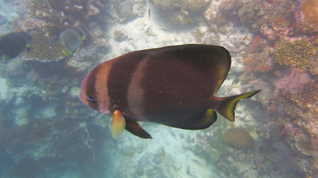 Sipadan - Turtle Tomb