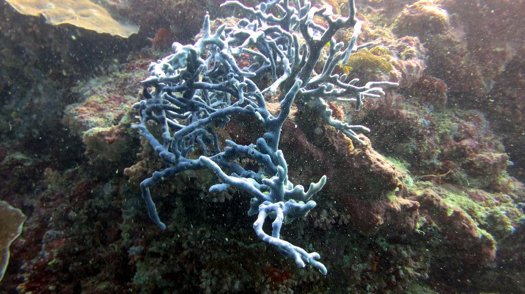 Sipadan - Turtle Tomb