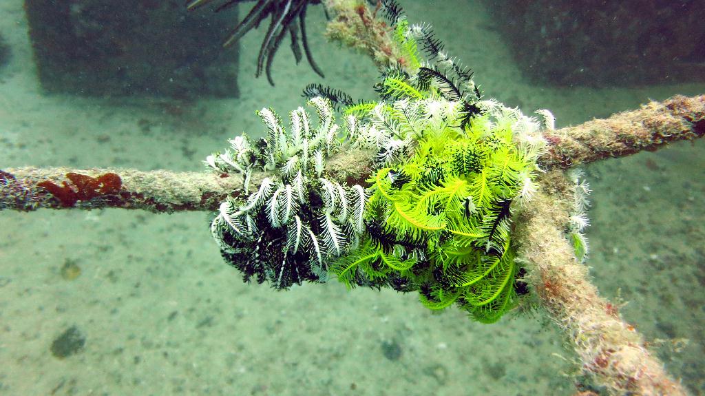 Mabul - House reef