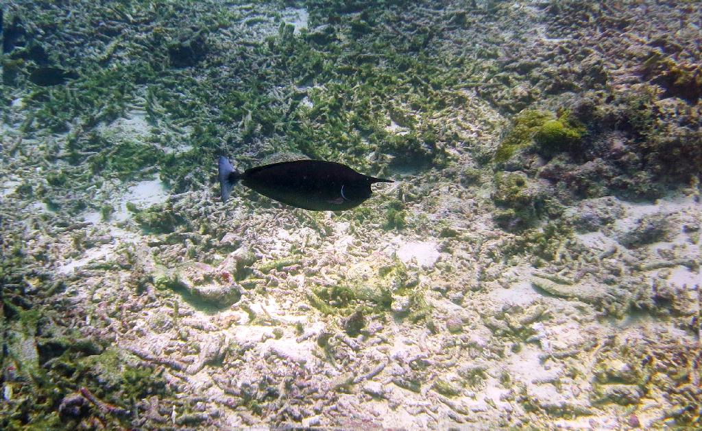 Sipadan