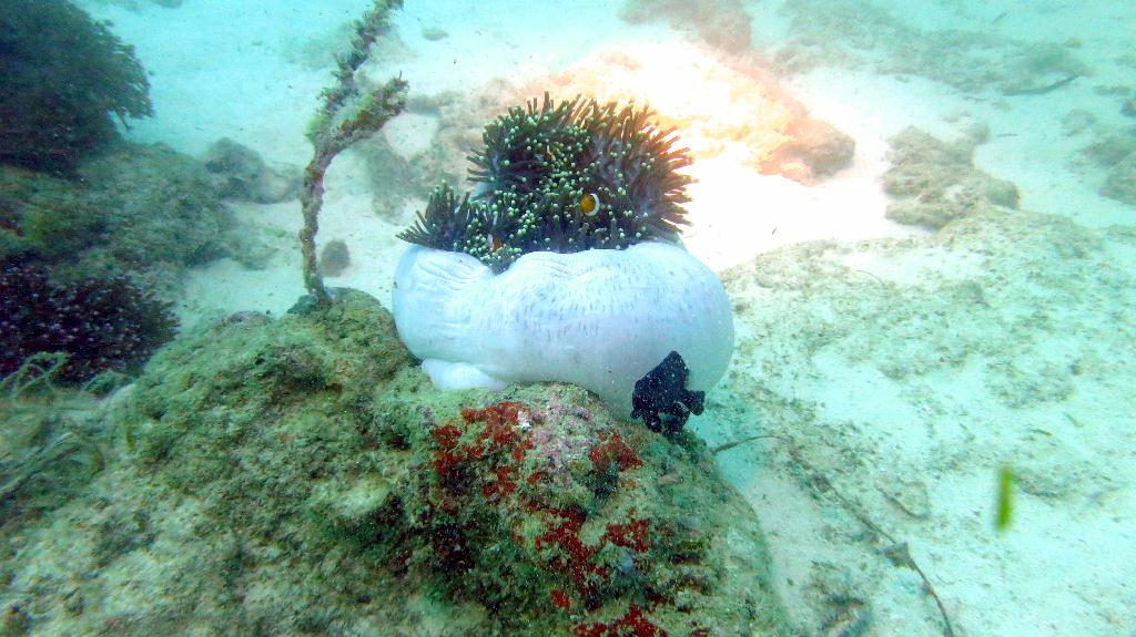 Mabul - House Reef