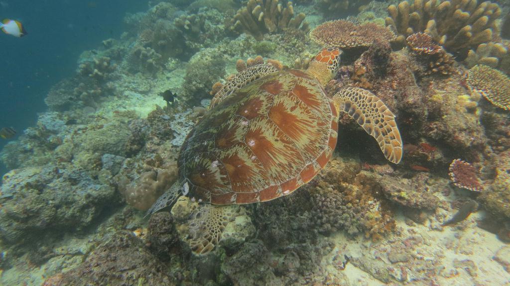 Sipadan - Turtle Tomb