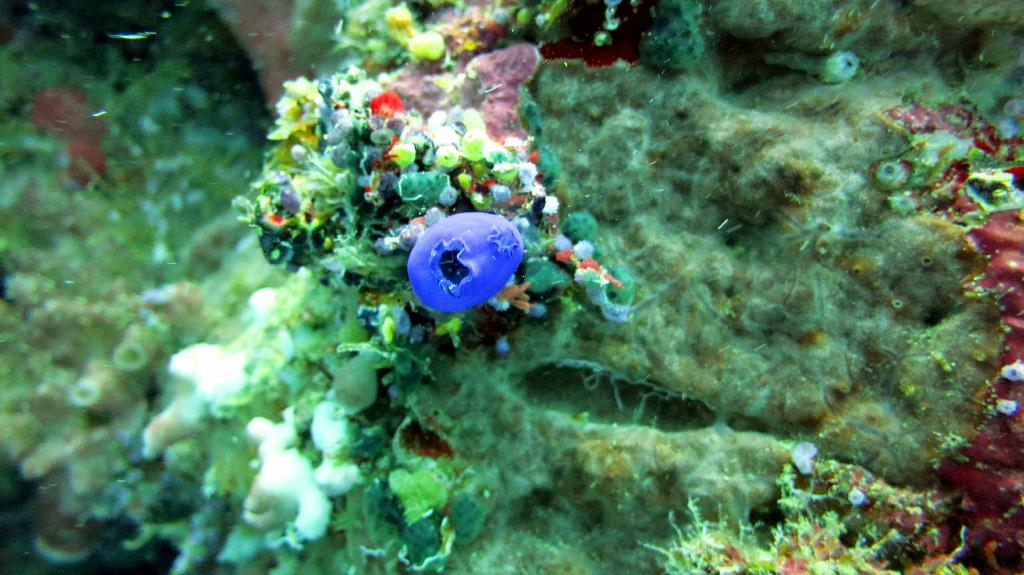 Sipadan - Turtle Tomb