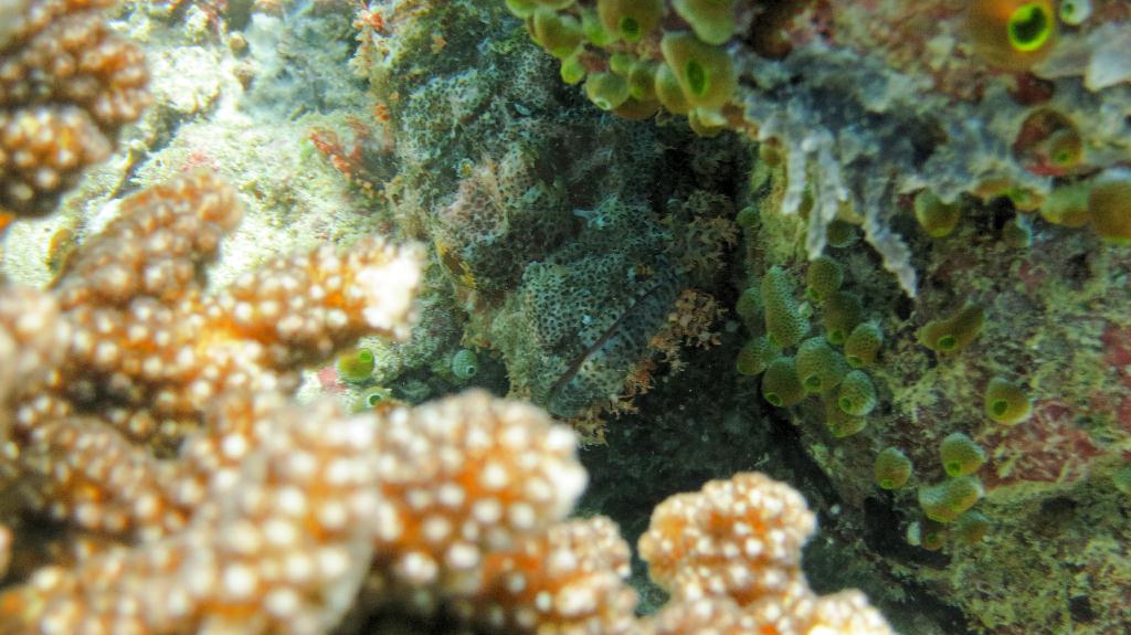 Sipadan - Turtle Tomb