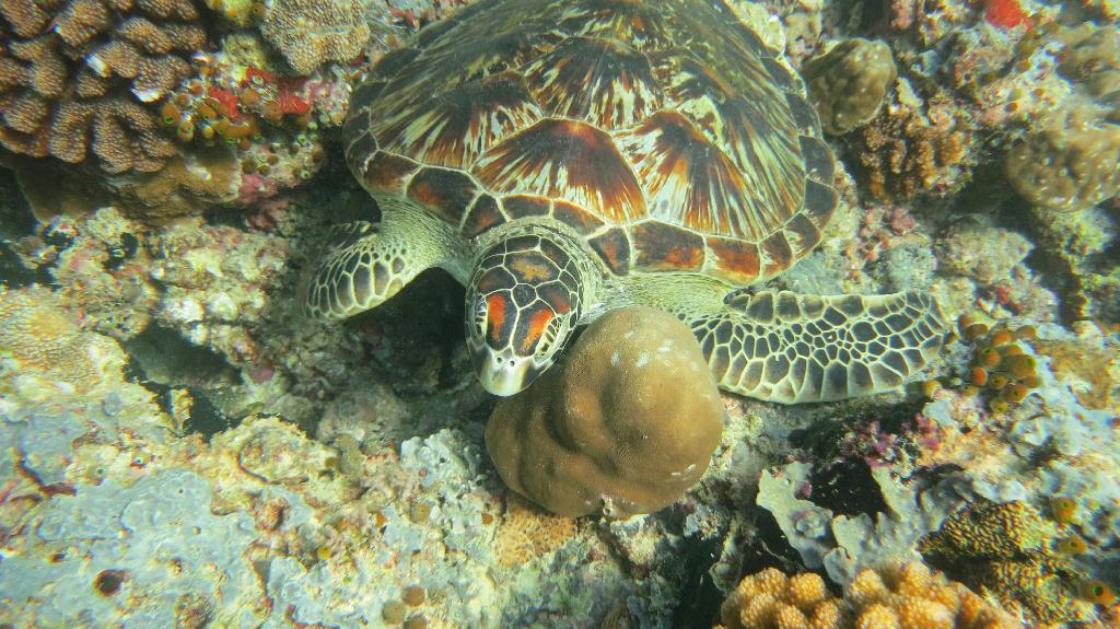 Sipadan - Turtle Tomb