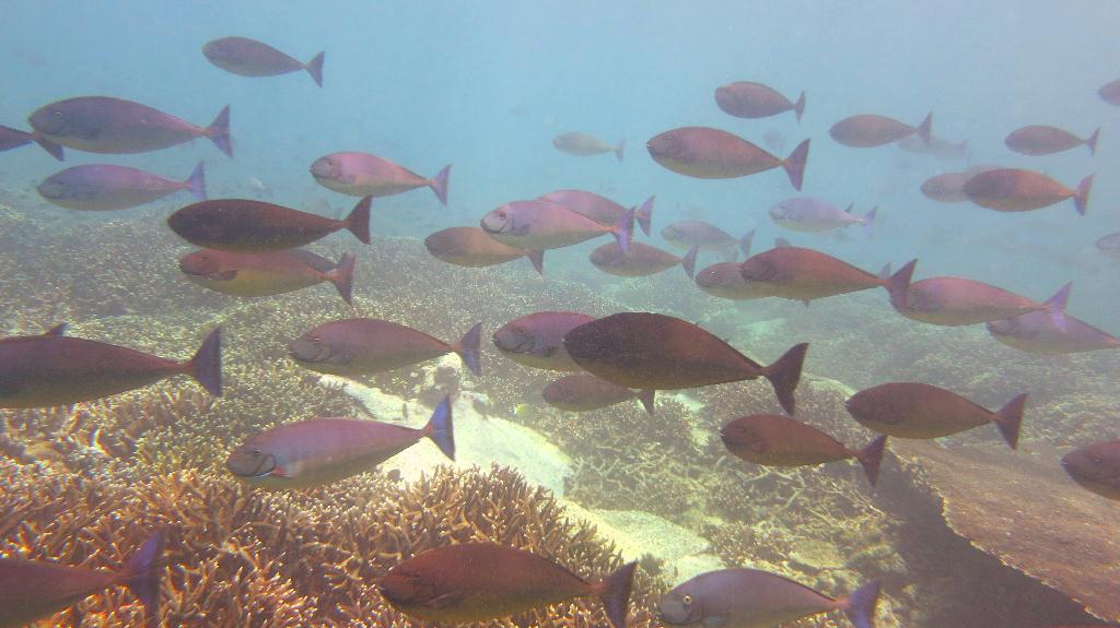 Sipadan